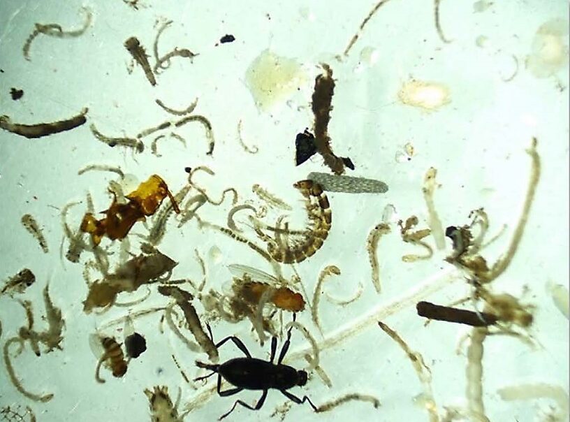 And now for some bugs!  A raw, unsorted sample, separated from the debris