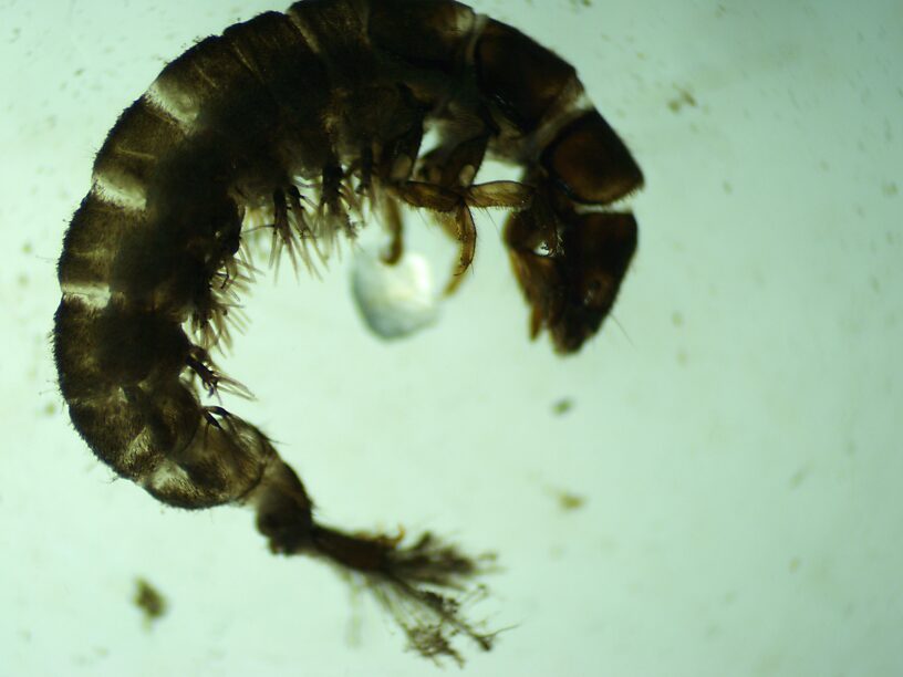 Hydropsyche larva - Cheumatopsyche was much more common