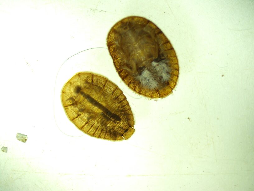 Not a mollusk nor a turtle!  Water penny beetle larvae, Psephenus sp.