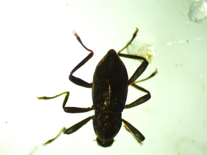 Riffle beetles too!  Macronychus adult