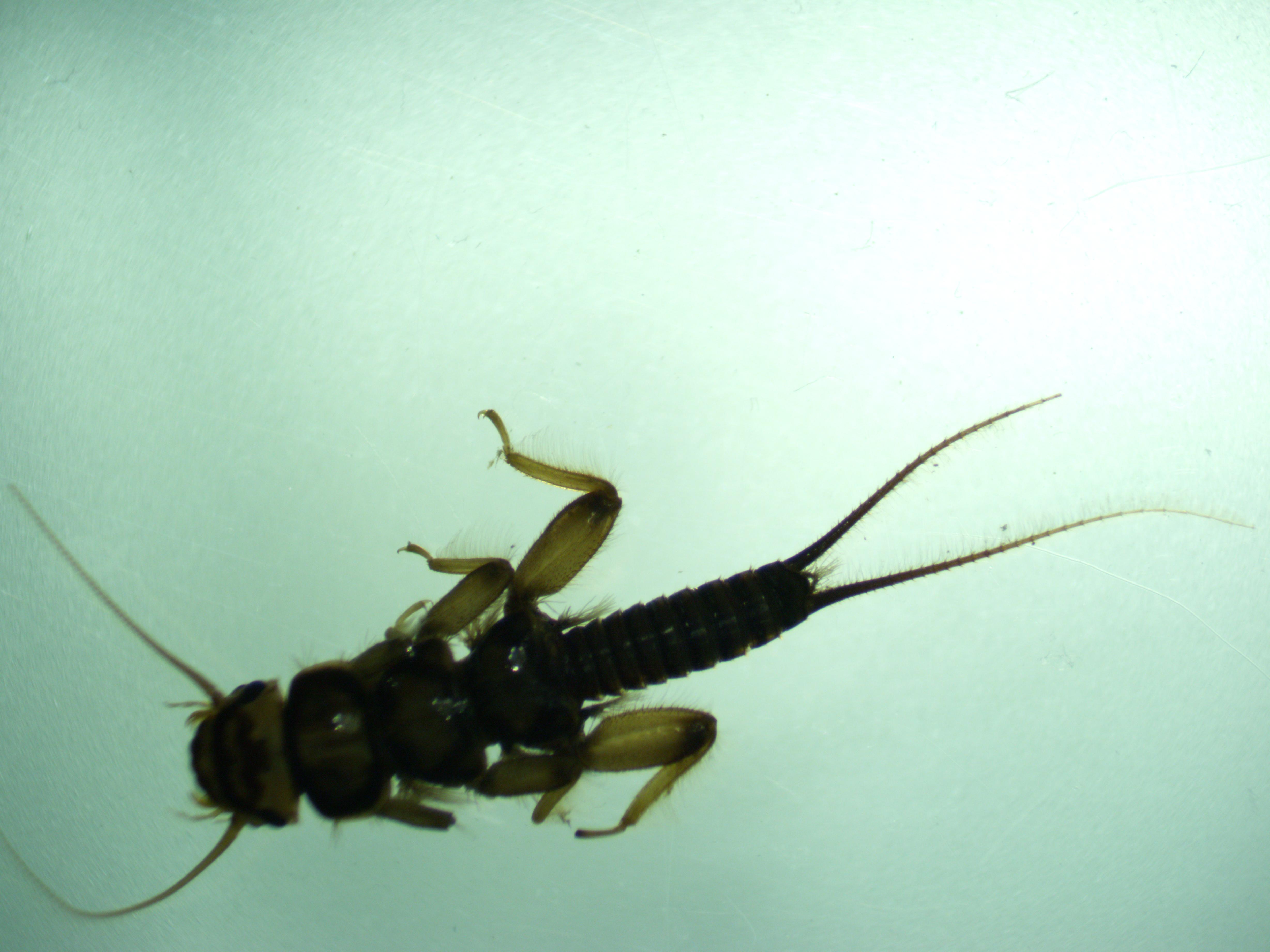 Not many stoneflies turned up in our samples but here's a nice big Acroneuria for ya!