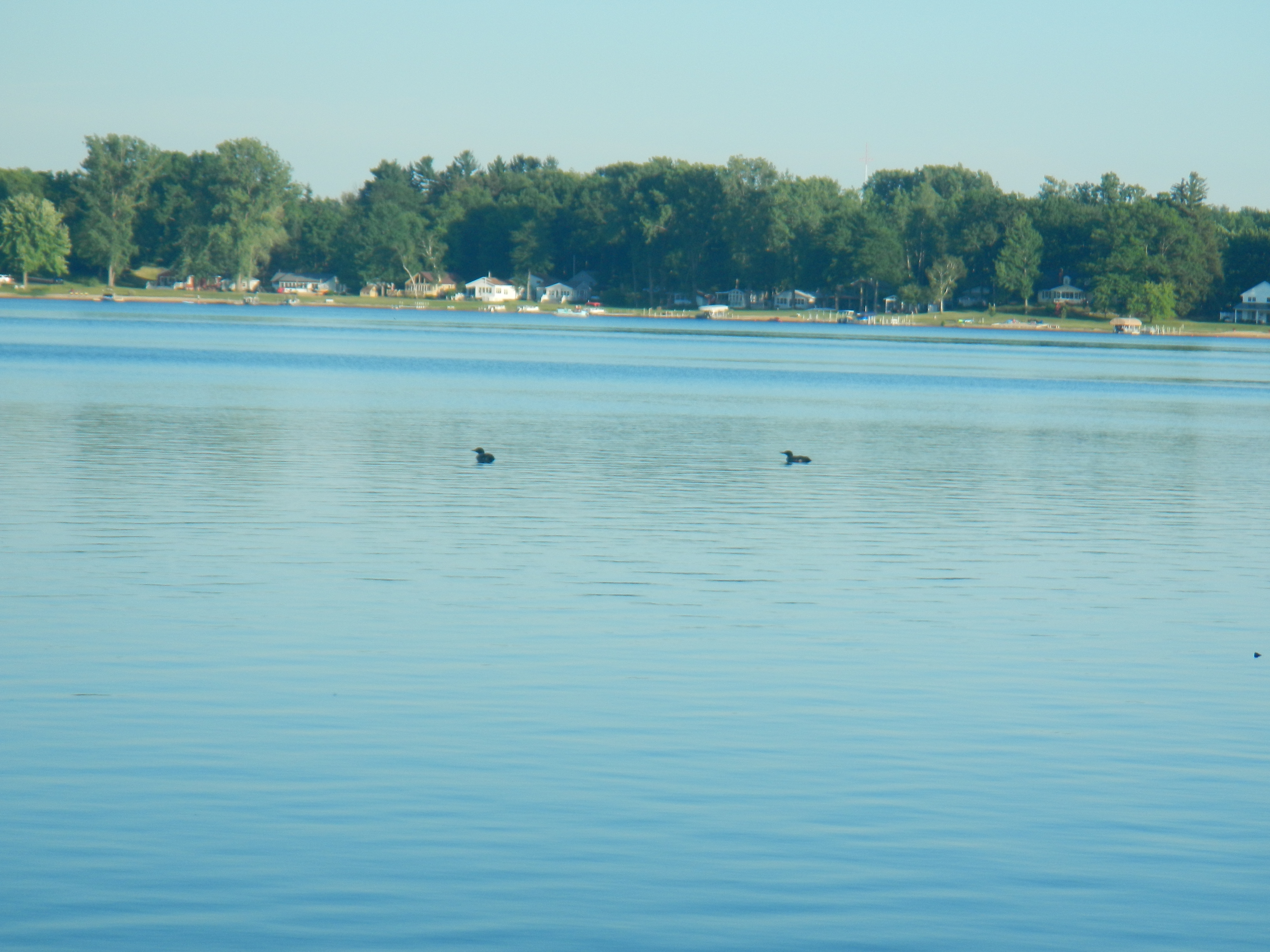 Loons on Cowden Lake