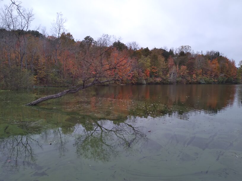 Bright sugar maples with green algae bloom...warm October! Weeds are still thick too