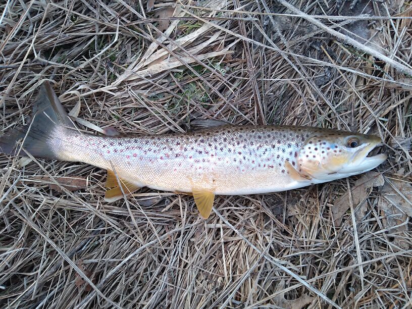 My 1st fish of the year! NOT disappointed!