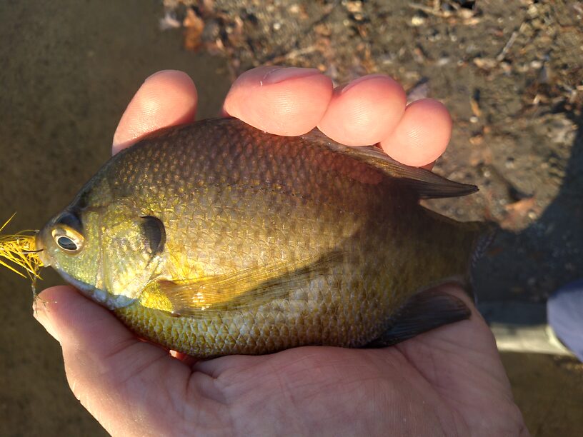 Nice bluegill from yesterday...average catch this fall