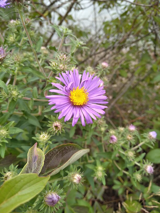 My favorite fall wildflower, New England aster 