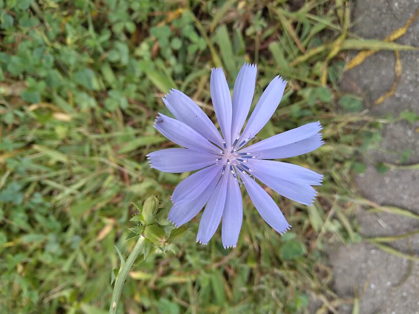 Just chicory, but pretty!