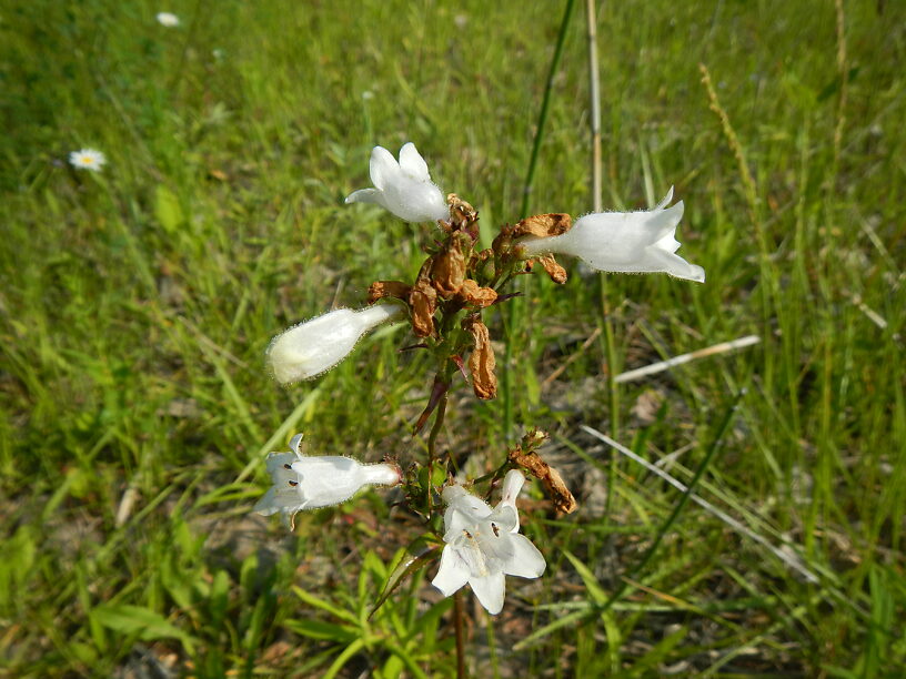 Can't have a Jonathon story without wildflowers! Blooming by the pond, beardtongue (Penstemon digitalis)