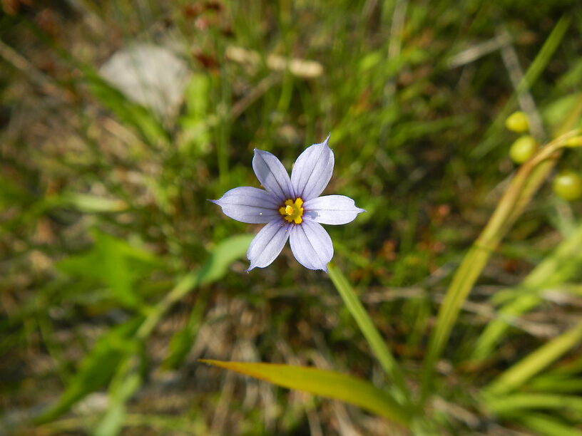Blue-eyed grass, a tiny member of the Iris family that looks like grass, until these show up! Sisyrinchium sp.