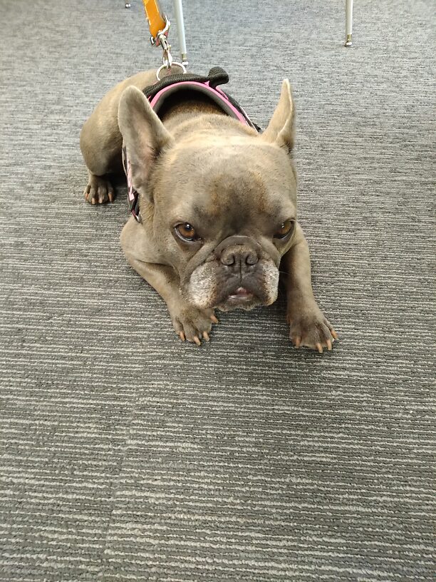 Last but not least...Ruby the Shop Dog @ the Mannhik-Smith Canton office!