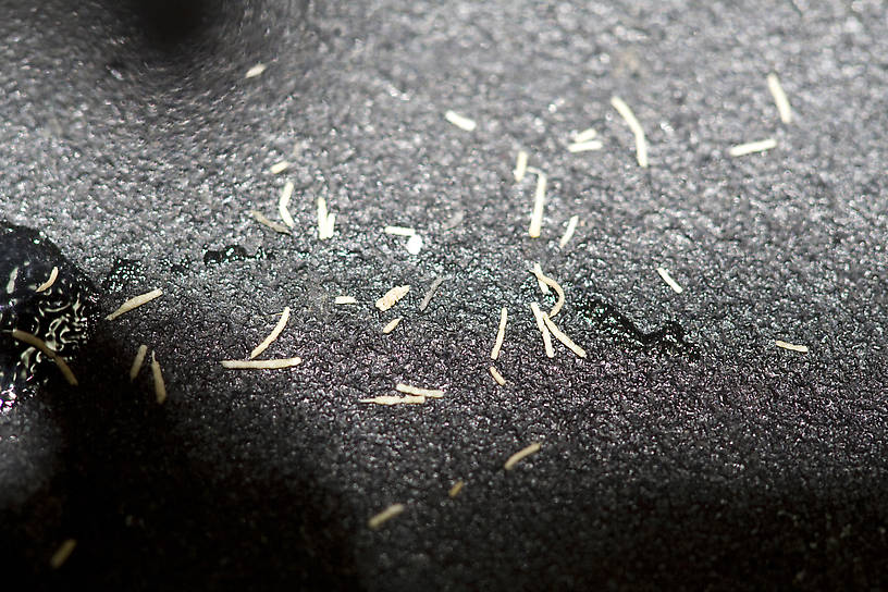 Cream-colored rods, 1-3 mm long.