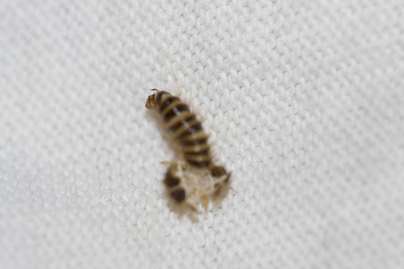 Molted skin, 1.5 cm long.
