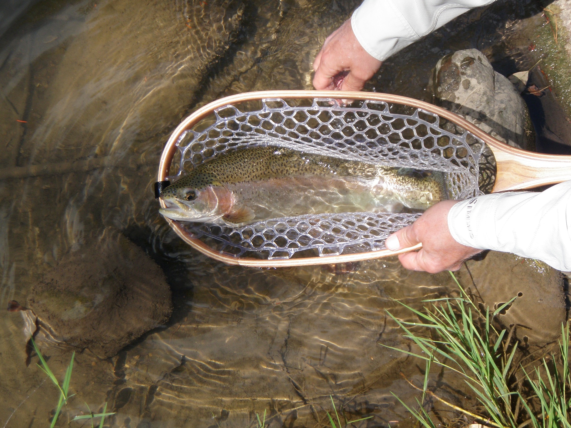 another artificial rainbow in a wild brown trout stream (the hoop on my net is 18" long)