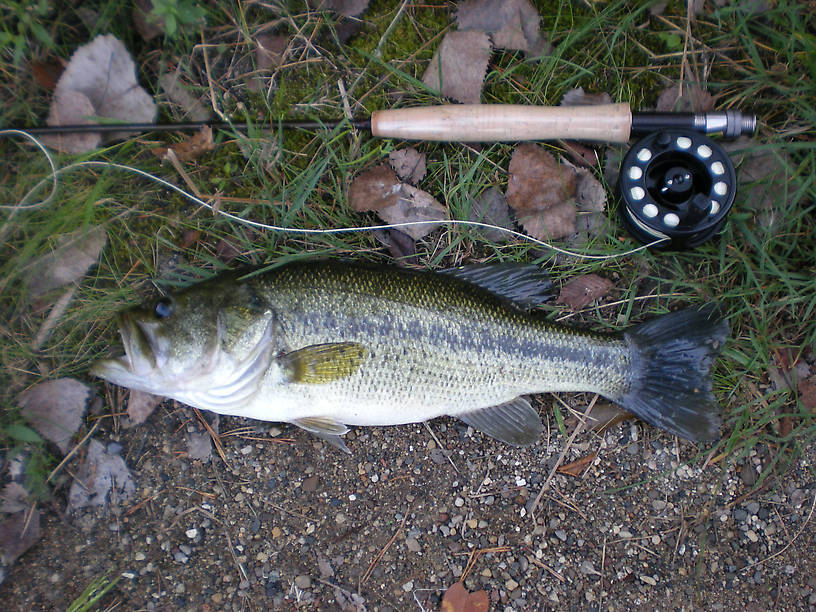 18-incher - swallowed a bluegill hooked on a Woolly Bugger
