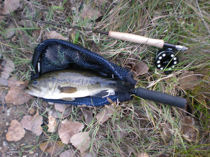 16-incher - took a "froggy popper"