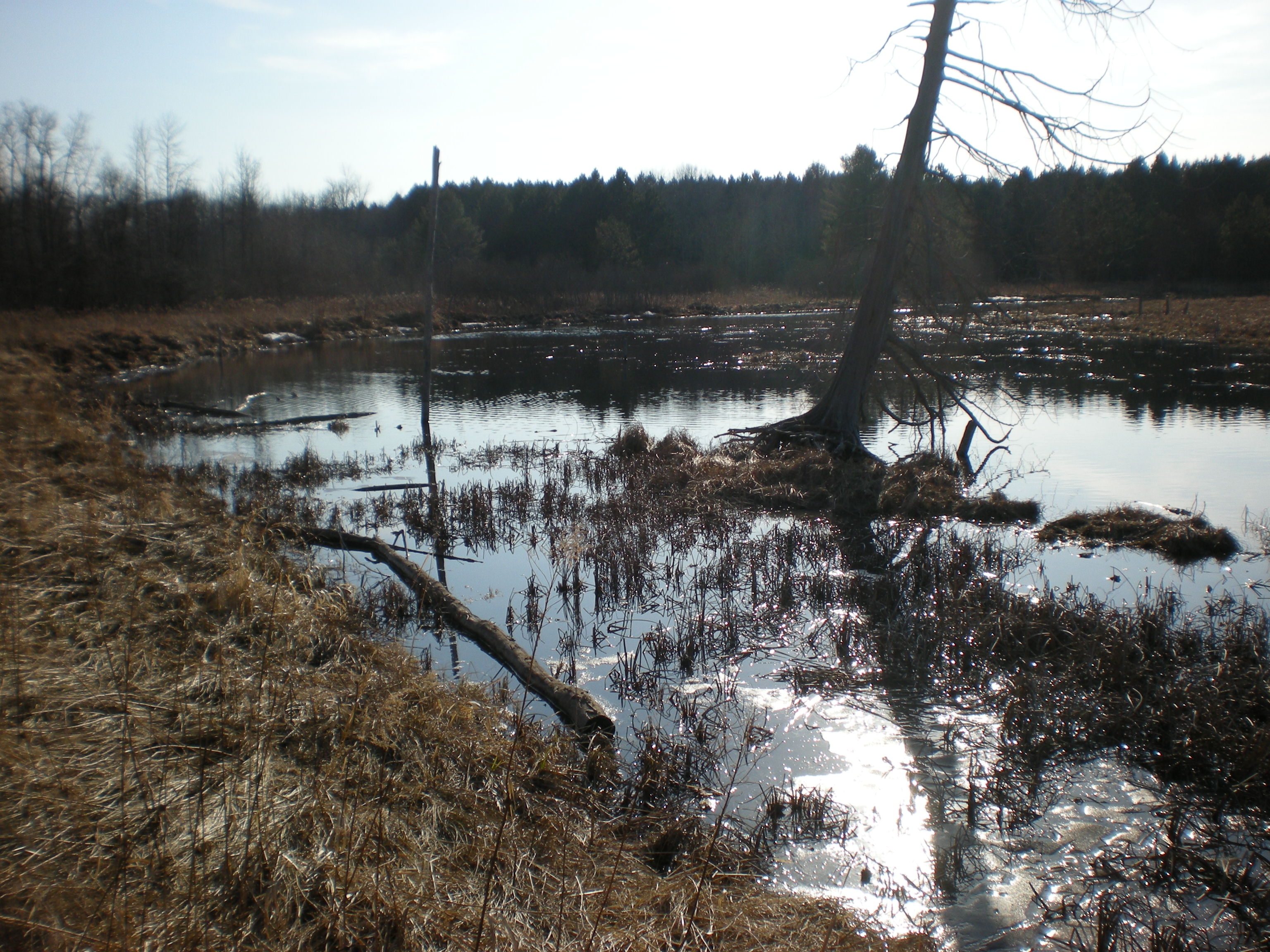Clark's Marsh (was frozen last time I took pictures!)