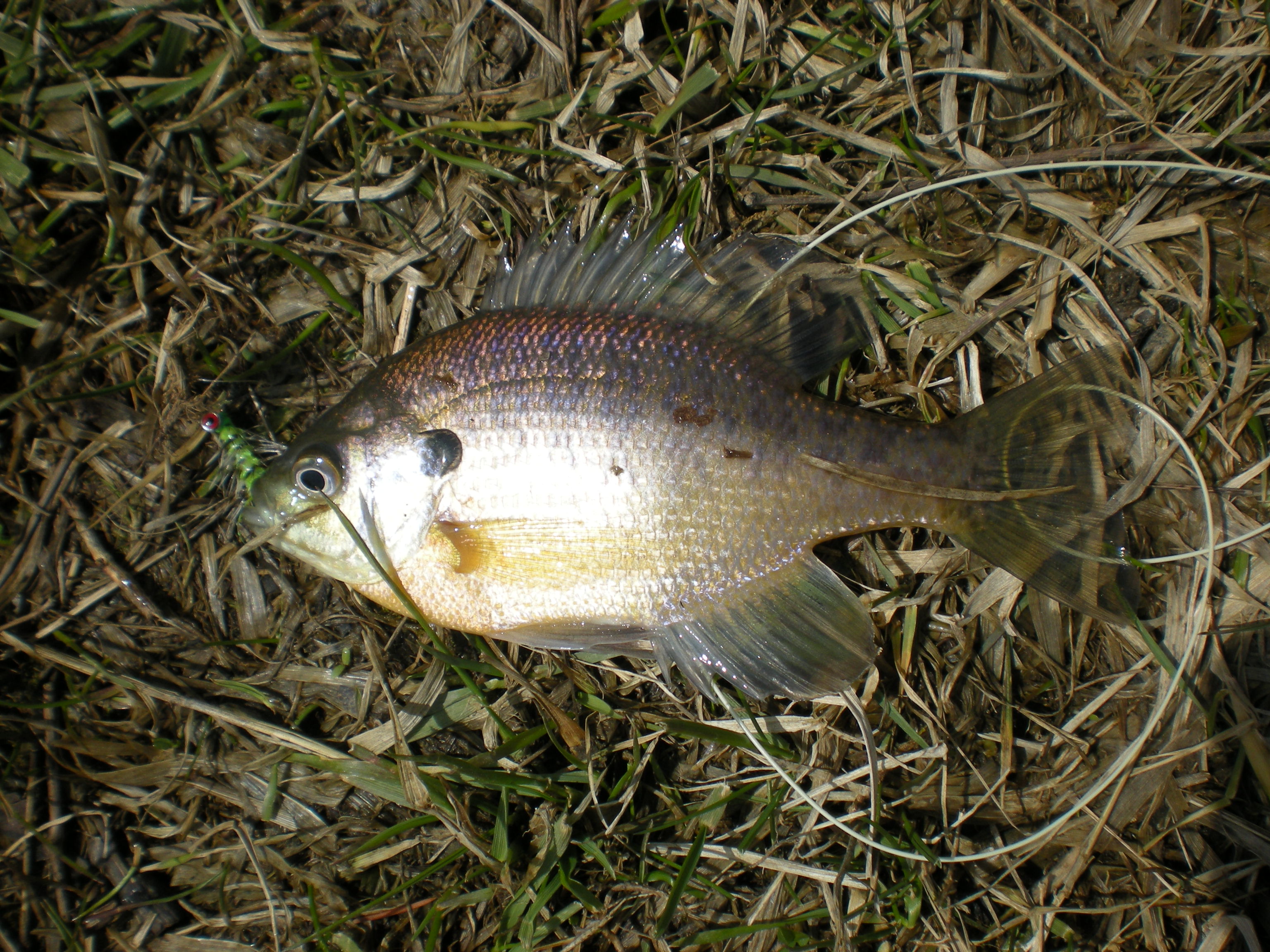 First bluegill of the season, from Sylvan Glen Lake in Troy downstate