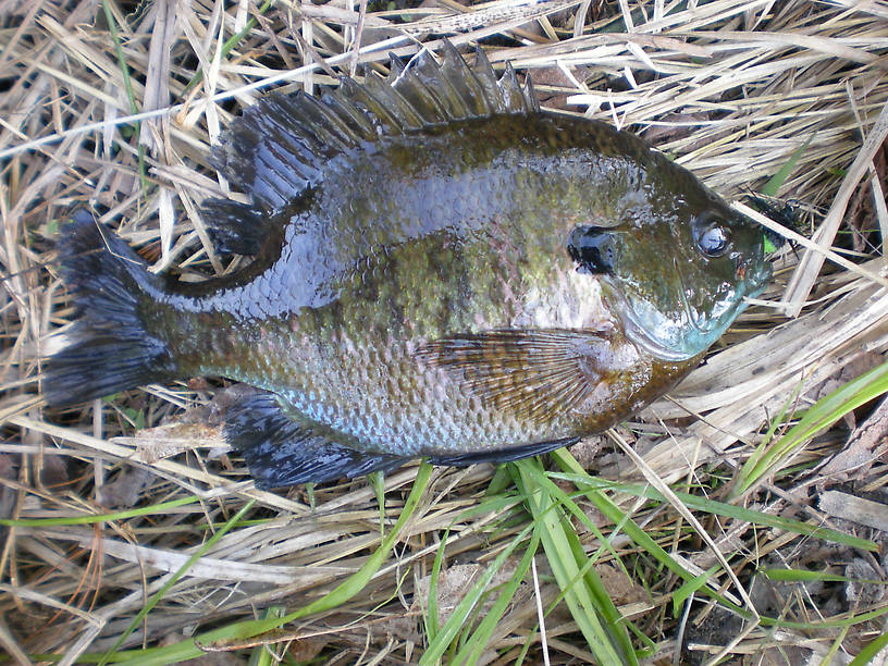 Only bluegill I have pulled from the Marsh so far, nice big male spawner