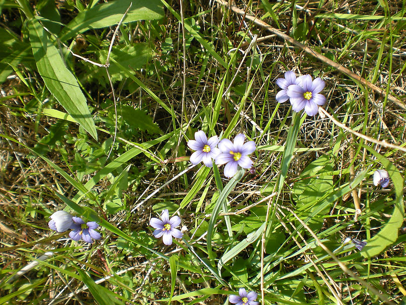 Blue-eyed grass, a member of the iris family