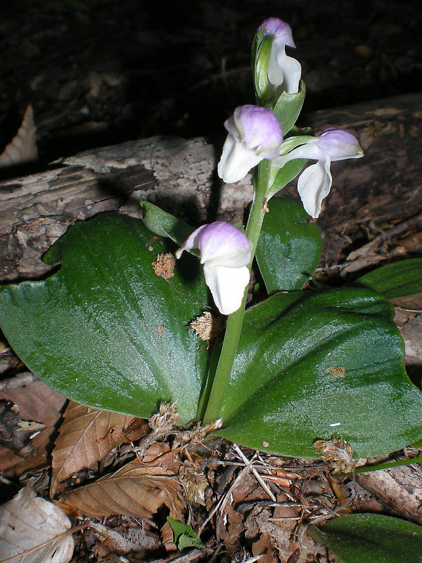 Showy orchis - first one I've ever seen!!!