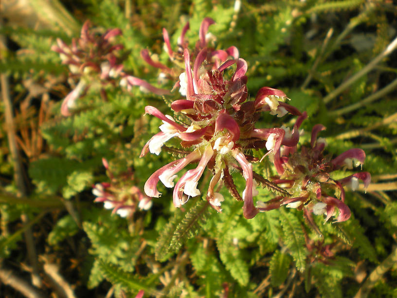 "Lousewort" - an ugly name for a beautiful plant