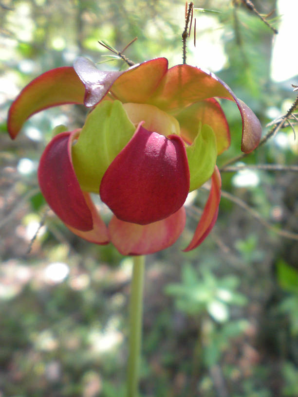 Pitcher plant (Sarracenia purpurea)
