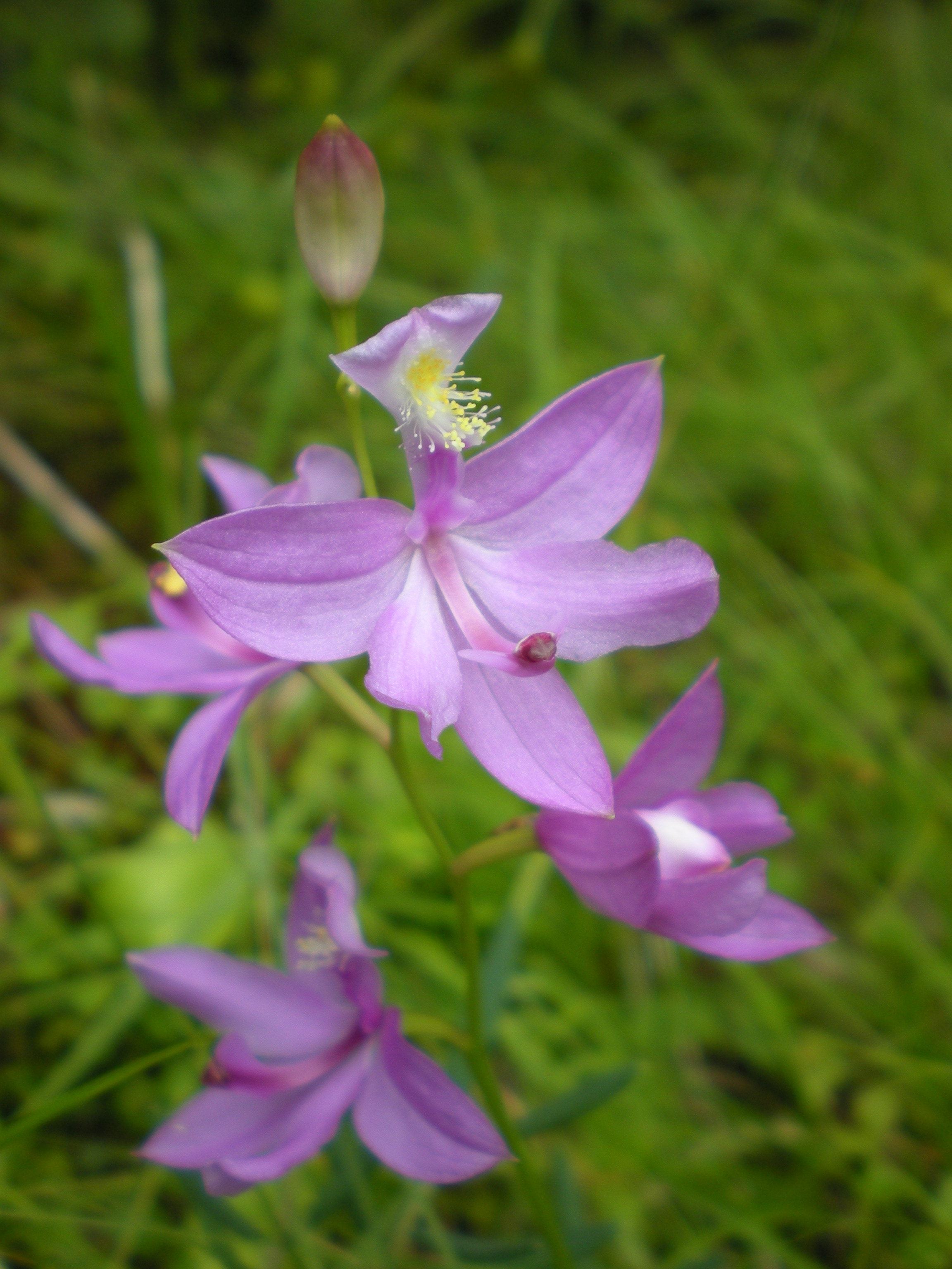 Grass pink orchid (Calopogon tuberosus)