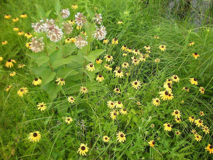 Black-eyed Susans (Rudbeckia hirta) and common milkweed (Asclepias syriaca)