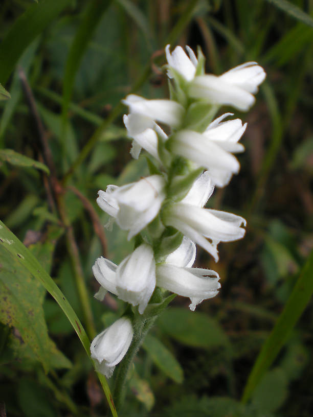 I think this is Spiranthes cernua, "nodding lady's tresses"