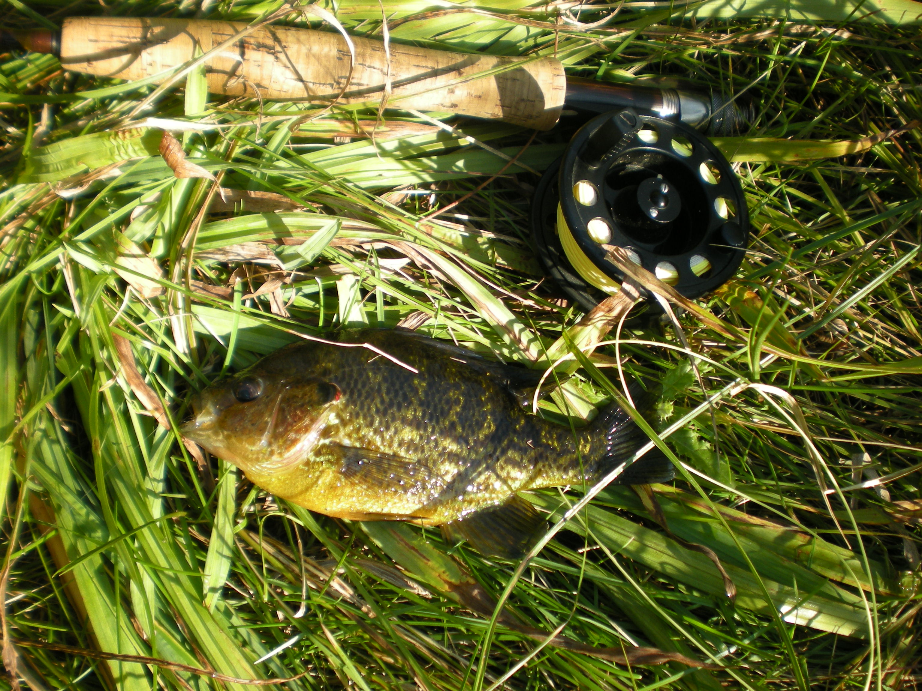 Big fat hybrid sunfish (pumpkinseed x green) from Clark's Marsh - on a #10 Joe's Hopper