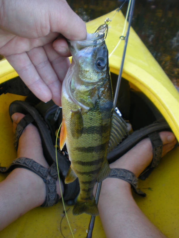 11" perch on a #10 yellow-and-gold KBF
